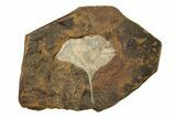 Paleocene Fossil Ginkgo Leaf - North Dakota #270200-1